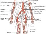 Body Tissues Worksheet Also Diagram Circulatory System New This Diagrams Shows the Major