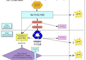 Bozeman Biology Photosynthesis and Respiration Video Worksheet Answers and 65 Best Cellular Respiration Images On Pinterest