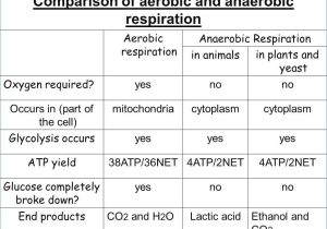 Bozeman Biology Photosynthesis and Respiration Video Worksheet Answers and Synthesis and Respiration Worksheet Answers