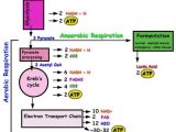 Bozeman Biology Photosynthesis and Respiration Video Worksheet Answers as Well as 65 Best Cellular Respiration Images On Pinterest