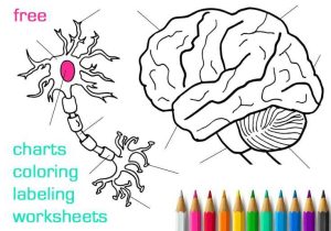 Brain Coloring Worksheet Along with 100 Best Body Systems Resources Images On Pinterest