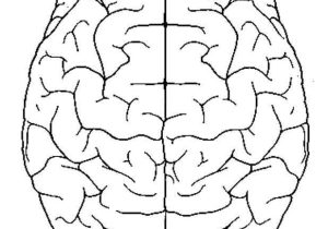 Brain Coloring Worksheet Along with 14 Elegant Brain Coloring Page Graph