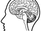 Brain Coloring Worksheet and 23 Best Nervous System Images On Pinterest