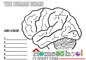 Brain Coloring Worksheet together with 116 Best Homeschool Human Anatomy and Physiology Images On
