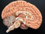 Brain Lab Worksheet and Labeled Model the Brain Anatomy Human Body
