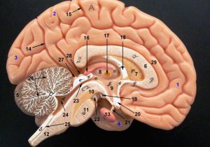 Brain Lab Worksheet and Labeled Model the Brain Anatomy Human Body