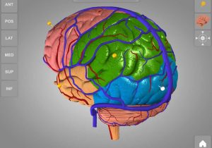 Brain Lab Worksheet or Neuroanatomy 3d Stereoscopic atlas Human Brain Mrs