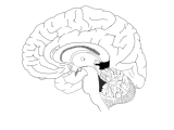 Brain Teasers Worksheets Pdf with Filebrain Midsagital Viewpng Wikimedia Mons