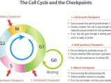 Cancer Out Of Control Cells Worksheet Answer Key as Well as Cell Cycle Checkpoints