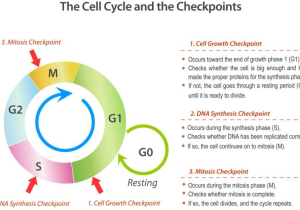 Cancer Out Of Control Cells Worksheet Answer Key as Well as Cell Cycle Checkpoints