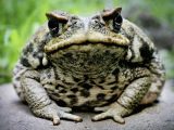 Cane toads Video Worksheet Answers Along with Stories Of Live Animals Sealed within Stone