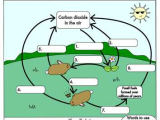 Carbon Cycle Worksheet Along with 20 Luxury Carbon Cycle Worksheet Gcse Wdscreative