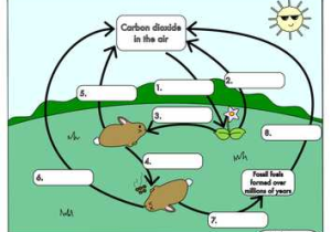 Carbon Cycle Worksheet Along with 20 Luxury Carbon Cycle Worksheet Gcse Wdscreative
