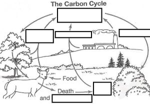 Carbon Cycle Worksheet Also Wizer Free Interactive Carbon Cycle Biology Cycles Blended