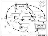 Carbon Cycle Worksheet Answer Key and 55 Best Ecology Nutrient Cycles Images On Pinterest
