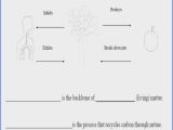 Carbon Cycle Worksheet Answers Also Carbon Cycle Worksheet