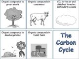 Carbon Cycle Worksheet Answers or Carbon Cycle Essay