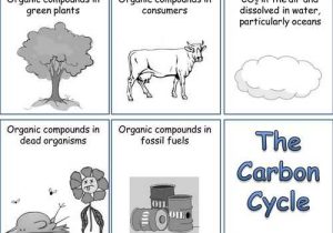 Carbon Cycle Worksheet Answers or Carbon Cycle Essay