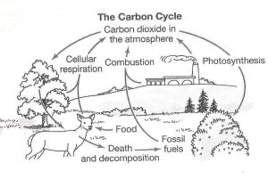 Carbon Cycle Worksheet as Well as Carbon Cycle Coloring Page Best Carbon Cycle the Free