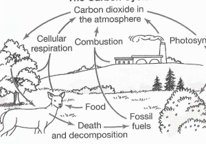 Carbon Cycle Worksheet with Carbon Cycle Coloring Worksheet Carbon Cycle Coloring Worksheet the