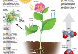 Carbon Transfer Through Snails and Elodea Worksheet Answers together with 120 Best Science 5 8 Life Images On Pinterest