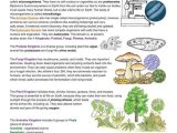 Carbon Transfer Through Snails and Elodea Worksheet Answers together with 37 Best Bio Cells Images On Pinterest