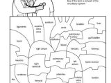 Cardiovascular System Worksheet Answers Along with 33 Best Circulatory System Images On Pinterest