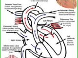 Cardiovascular System Worksheet Answers Along with 618 Best Anatomy and Physiology Images On Pinterest