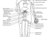 Cardiovascular System Worksheet Answers Along with Beste Circulatory System Anatomy and Physiology Ideen Menschliche