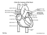 Cardiovascular System Worksheet Answers Along with Circulatory System Worksheet – Bitsandpixelsfo