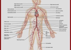 Cardiovascular System Worksheet Answers Along with Nett High School Anatomy and Physiology Worksheets Fotos