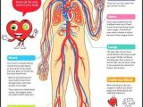 Cardiovascular System Worksheet Answers Also Circulatory System Worksheet – Bitsandpixelsfo