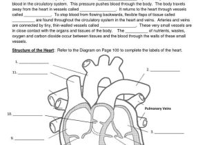 Cardiovascular System Worksheet Answers and 12 Best Circulatory System Images On Pinterest