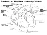 Cardiovascular System Worksheet Answers and Beste Circulatory System Anatomy and Physiology Ideen Menschliche
