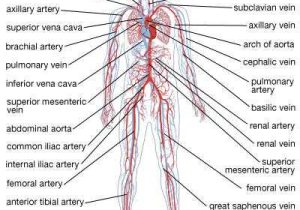 Cardiovascular System Worksheet Answers and Circulatory System the Vertebrate Circulatory System