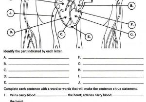 Cardiovascular System Worksheet Answers as Well as 20 Luxury Diagramming Sentences Worksheets with Answers
