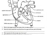 Cardiovascular System Worksheet Answers as Well as Free Parts Of the Heart Worksheets