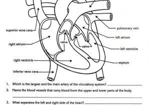 Cardiovascular System Worksheet Answers as Well as Free Parts Of the Heart Worksheets
