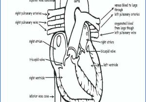 Cardiovascular System Worksheet Answers with Beste Circulatory System Anatomy and Physiology Ideen Menschliche