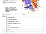 Cardiovascular System Worksheet Answers with Circulatory System Worksheet – Bitsandpixelsfo