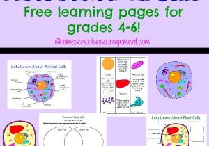 Cell Activity Worksheet and 99 Best Science Biology Cells Images On Pinterest