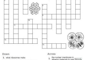 Cell Activity Worksheet together with 107 Best Cells Images On Pinterest
