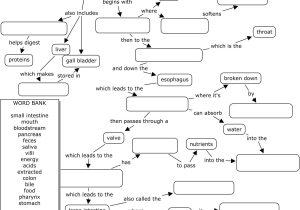 Cell Concept Map Worksheet Answers Also Body World Digestive System Science Class Pinterest