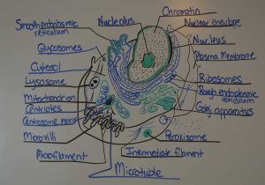 Cell Concept Map Worksheet Answers Also Ungewöhnlich why Study Anatomy and Physiology Zeitgenössisch