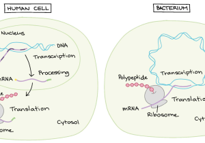 Cell Concept Map Worksheet Answers as Well as Intro to Gene Expression Central Dogma Article