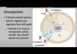 Cell Cycle and Cancer Worksheet Answers Also 12 Best Cancer Biology Cell Cycle Images On Pinterest