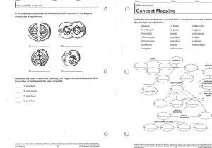Cell Cycle and Cancer Worksheet Answers and the Cell Cycle Worksheet Answers Awesome Cancer Out Control Cells