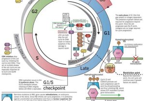 Cell Cycle and Cancer Worksheet Answers or the Cell Cycle and Implications for Cancer Genetics Infographic