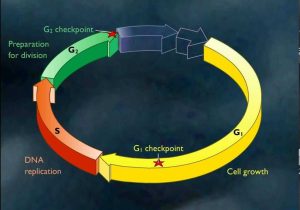 Cell Cycle and Cancer Worksheet Answers with 12 Best Cancer Biology Cell Cycle Images On Pinterest