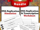 Cell Cycle and Dna Replication Practice Worksheet Key and Dna Replication Modeling Teaching Resources